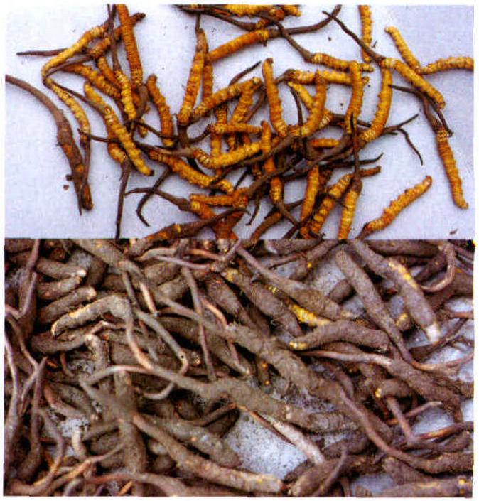 Cordyceps sinensis(Berk.) Sacc.